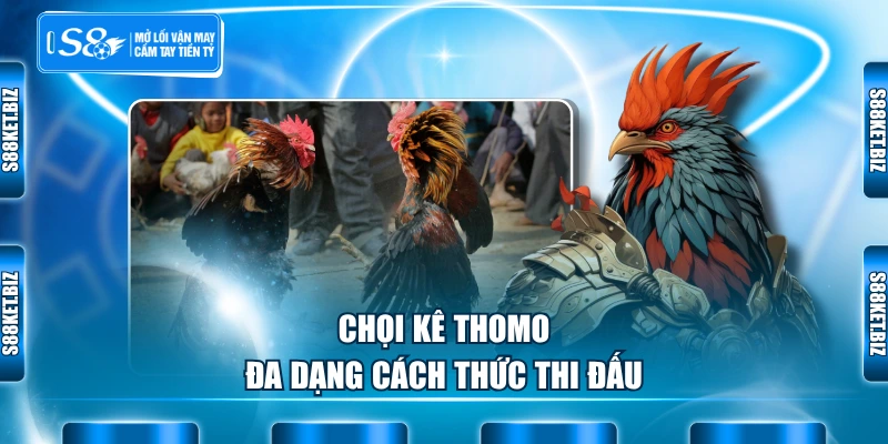 Chọi kê Thomo đa dạng cách thức thi đấu