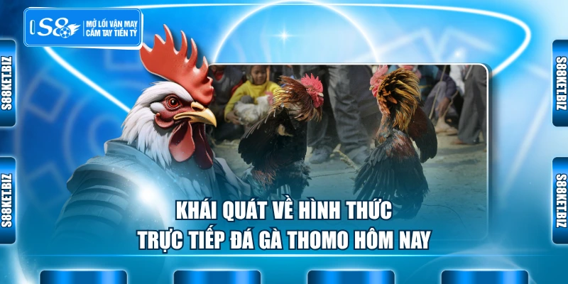 Khái quát về hình thức trực tiếp đá gà Thomo hôm nay