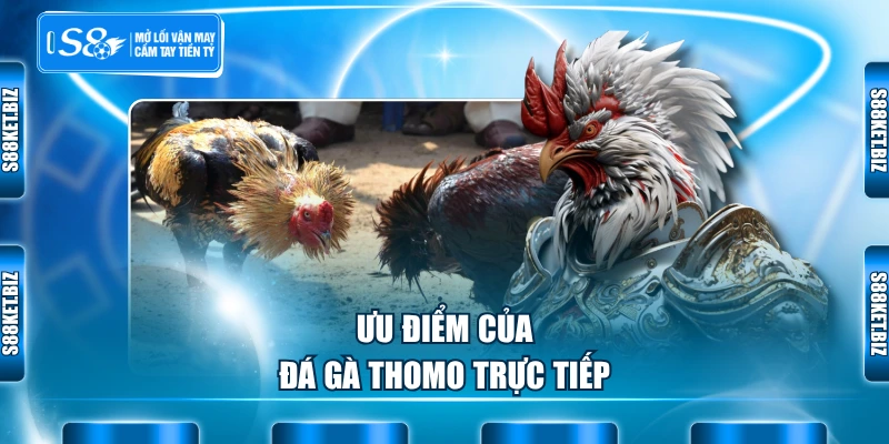 Ưu điểm của đá gà Thomo trực tiếp